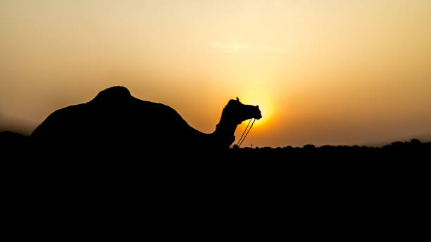 camel sillhoutte portrait in rajashtan pushkar - sillhoutte imagens e fotografias de stock