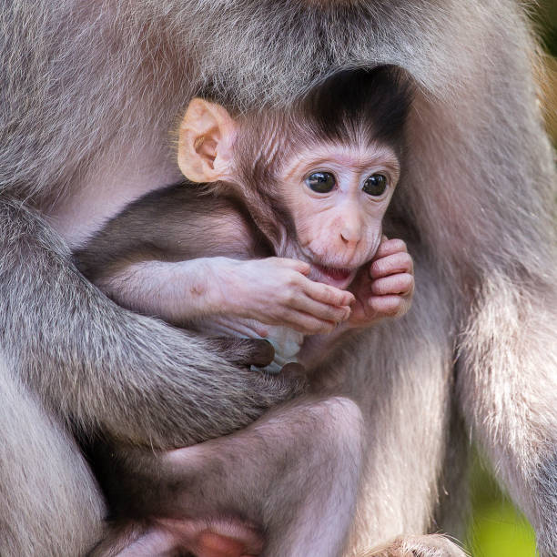 istock Monkey family at sacred monkey forest Ubud Bali Indonesia. 840216318
