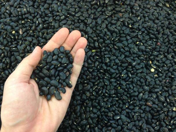 istock Hand holding Black bean a lot for abstract background 840216340