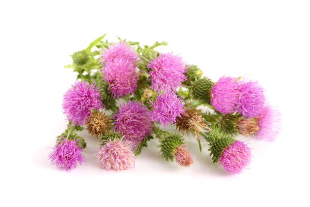 istock Flower thistle isolated on white background macro 840216930