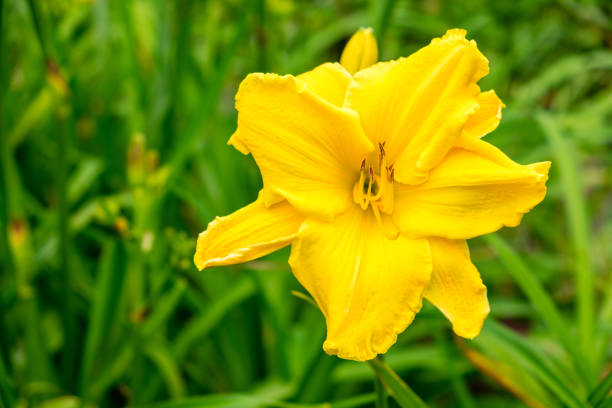 istock Day-lily aka Hemerocallis 840217046