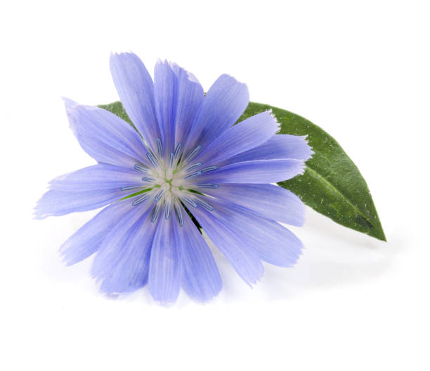 istock Chicory flower with leaf isolated on white background macro 840217102