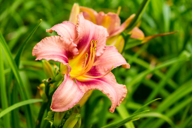 istock Day-lily aka Hemerocallis 840219536