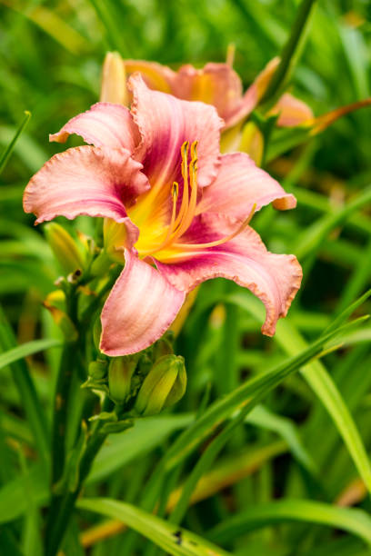 Day-lily aka Hemerocallis
