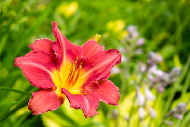 Day-lily aka Hemerocallis
