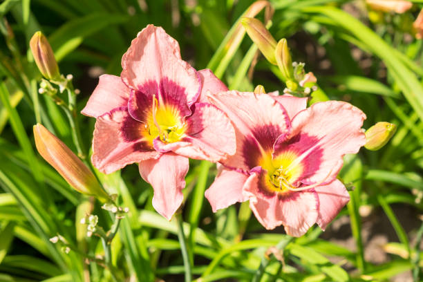 Day-lily aka Hemerocallis