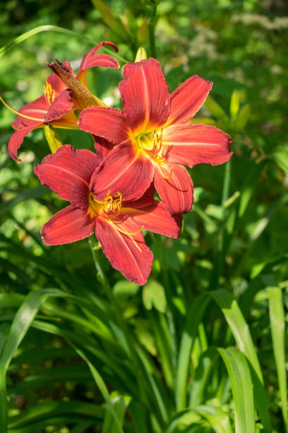 Day-lily aka Hemerocallis