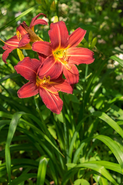 istock Day-lily aka Hemerocallis 840223098