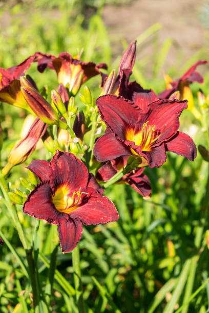 istock Day-lily aka Hemerocallis 840223358