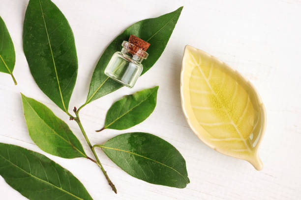 olej laurowy w butelce i ceramicznej płytce ze świeżymi zielonymi liśćmi aromatu - facial mask herbal medicine spa treatment ayurveda zdjęcia i obrazy z banku zdjęć