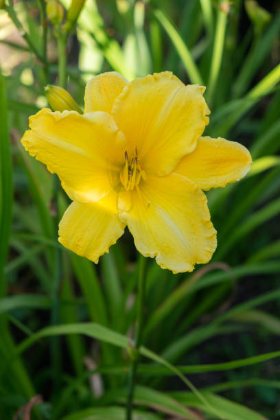 istock Day-lily aka Hemerocallis 840223526