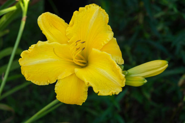 Day-lily aka Hemerocallis