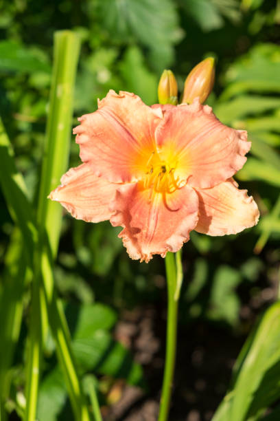 istock Day-lily aka Hemerocallis 840224012