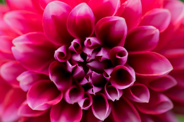istock macro shot of a flower 840226454