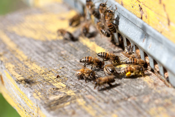 istock The bees at front hive entrance close-up 840229874