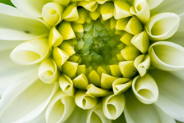 istock macro shot of a flower 840229884