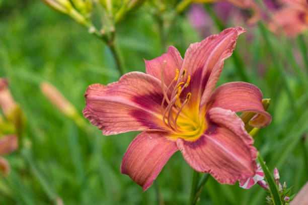 istock Day-lily aka Hemerocallis 840230082