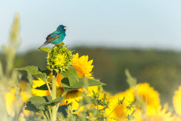 istock Small Blue Bird on Sunflower 840230396