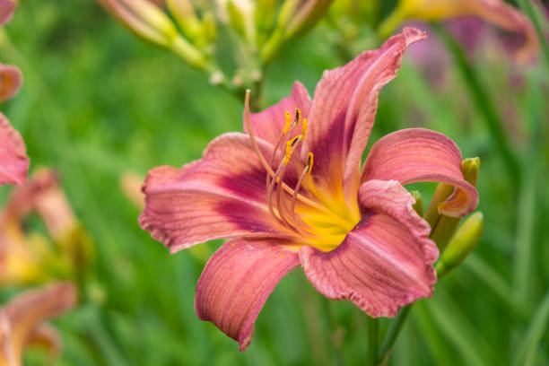 istock Day-lily aka Hemerocallis 840230442