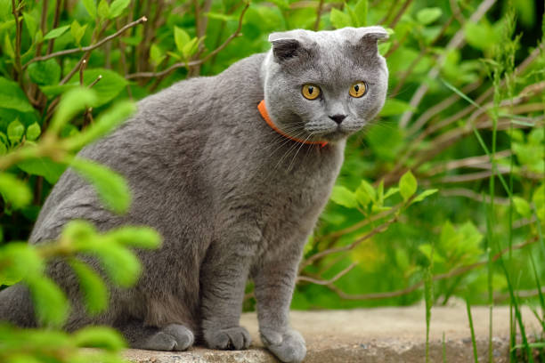 istock beautiful portrait of a Scottish fold cat 840230510