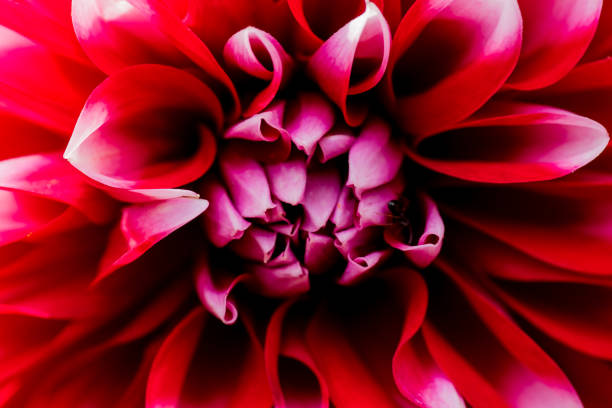 istock macro shot of a flower 840230830