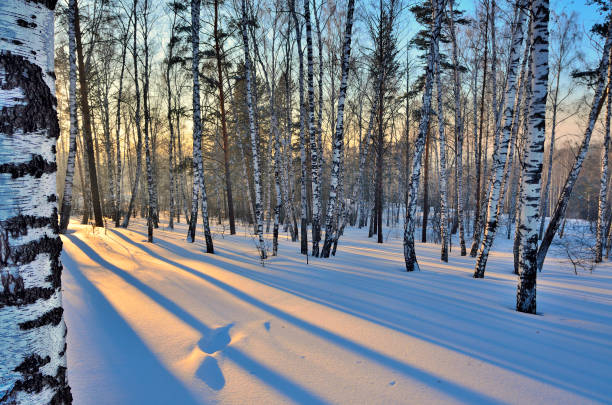 istock Winter landscape - Sunset in the birch grove. 840231236