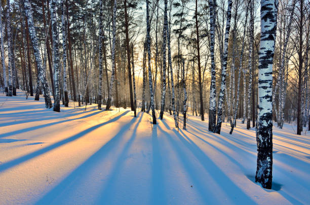 istock Winter landscape - Sunset in the birch grove. 840231240