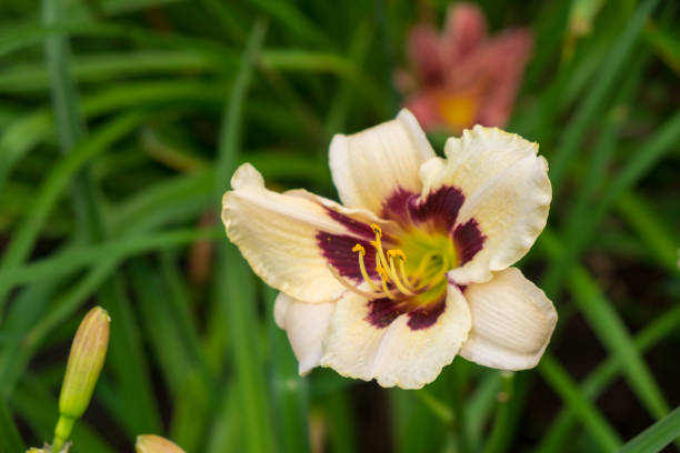 Day-lily aka Hemerocallis