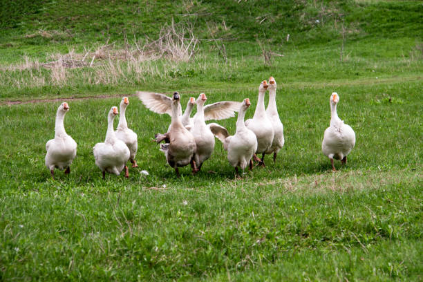 istock Flock of geese grazing on grass in spring field 840235816