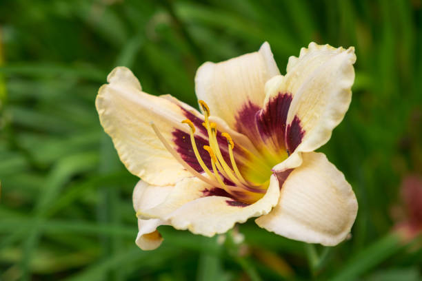 istock Day-lily aka Hemerocallis 840235838