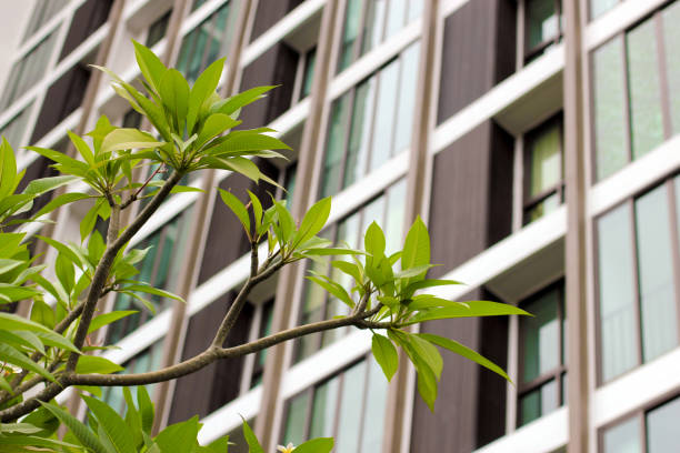 istock plumeria tree building with building background 840236248