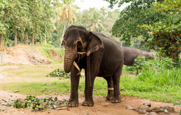 istock elephant browsing in tropical forest on Sri Lanka 840237096