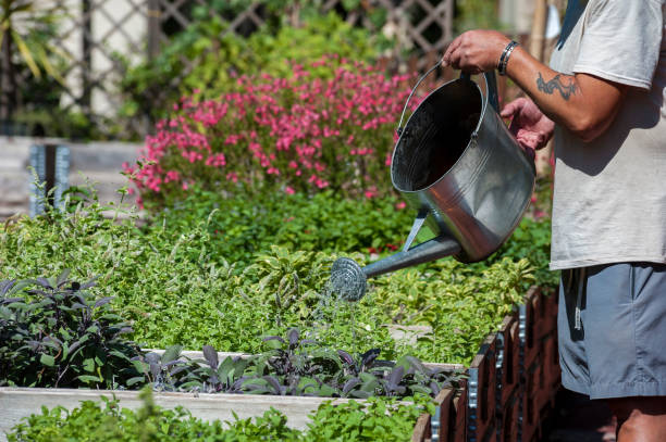 istock Watering in the organic vegetable garden 840237478