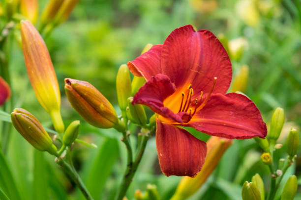 Day-lily aka Hemerocallis