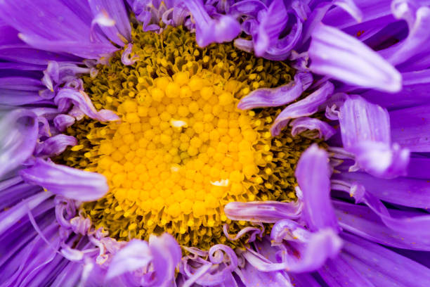 istock macro shot of a flower 840237716