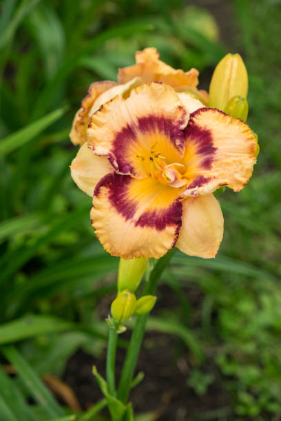 Day-lily aka Hemerocallis