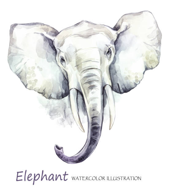 Watercolor elephant on the white background. African animal. Wildlife art illustration. Can be printed on T-shirts, bags, posters, invitations, cards, phone cases, pillows Watercolor elephant on the white background. African animal. Wildlife art illustration. Can be printed on T-shirts, bags, posters, invitations, cards, phone cases, pillows. Place for your text. elephant drawings stock illustrations