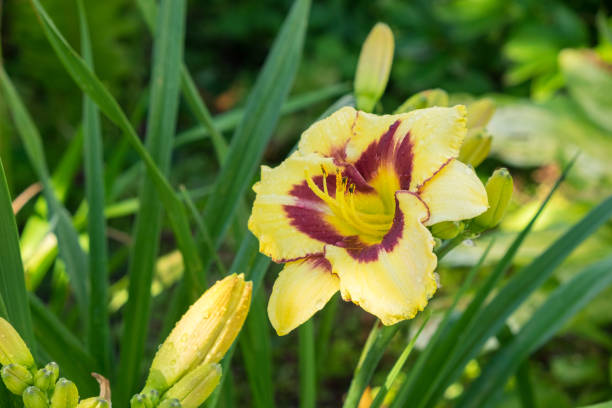 istock Day-lily aka Hemerocallis 840243708