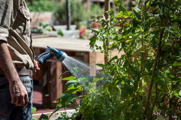 istock Watering in the organic vegetable garden 840243734