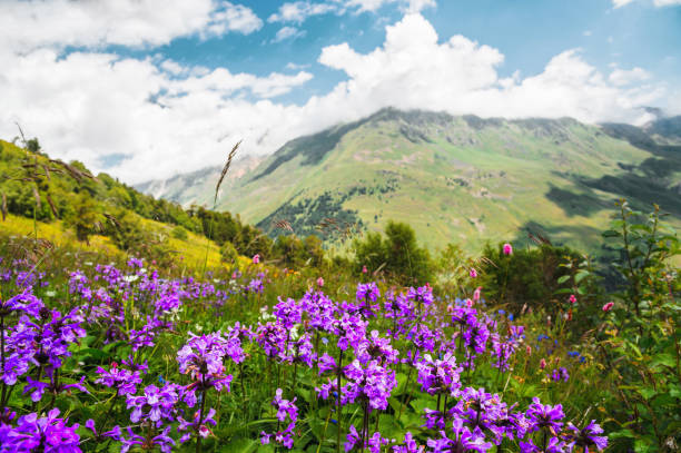 Violet flowers on mountain slopes against the background of mountains and blue sky with clouds