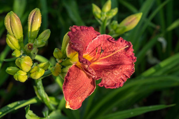 Day-lily aka Hemerocallis