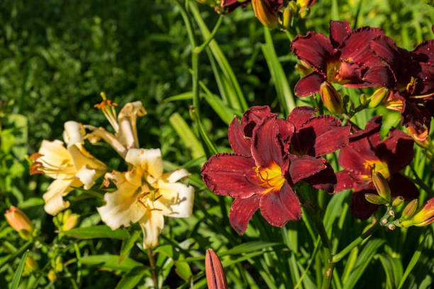 Day-lily aka Hemerocallis