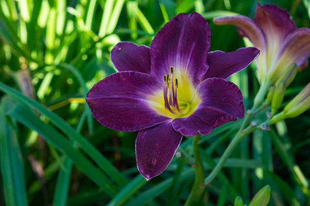Day-lily aka Hemerocallis