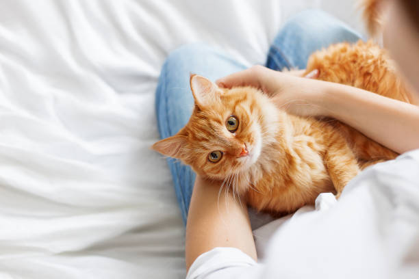 かわいい生姜猫は女性の手にあります。ふわふわペット快適決済スリープしたり、再生したりしています。テキストかわいい居心地のよい背景。朝は家で就寝。 - comfortably ストックフォトと画像