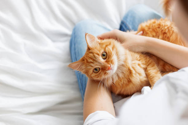 lindo gato ruivo situa-se nas mãos da mulher. o animal de estimação fofo estabeleceu-se confortavelmente para dormir ou para jogar. bonito fundo aconchegante com lugar para texto. manhã para dormir em casa. - pets bedroom animal mammal - fotografias e filmes do acervo