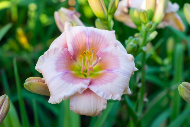 istock Day-lily aka Hemerocallis 840247036