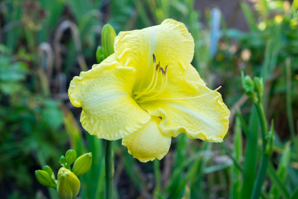 istock Day-lily aka Hemerocallis 840247230