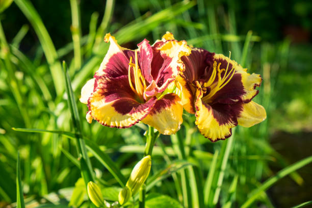 Day-lily aka Hemerocallis