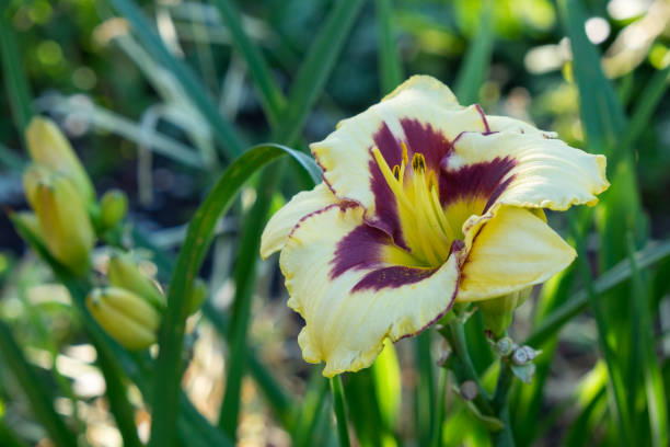 istock Day-lily aka Hemerocallis 840247396
