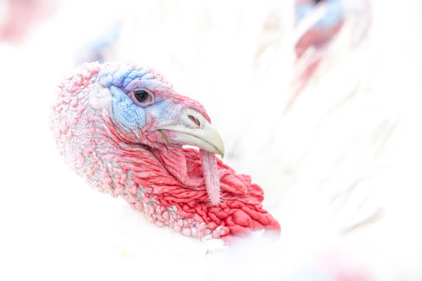 istock an head of an turkey 840250262